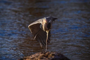 fischreiher putz1