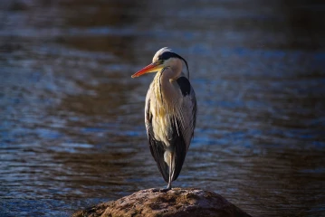 fischreiher putz2