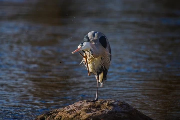 fischreiher putz3