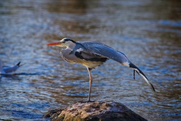 fischreiher putz5