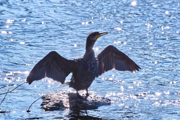 kormoran putze 1