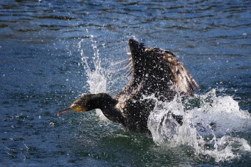 kormoran putze 2