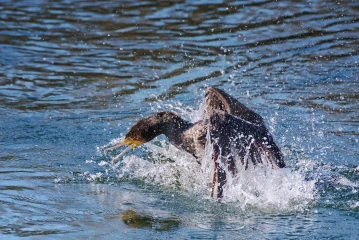 kormoran putze 3