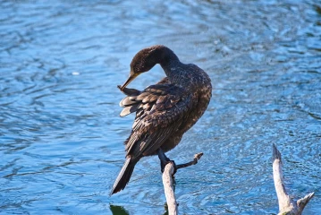kormoran putze 4