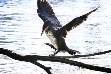 kormoran putze 5