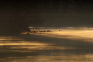 limmat im nebel6