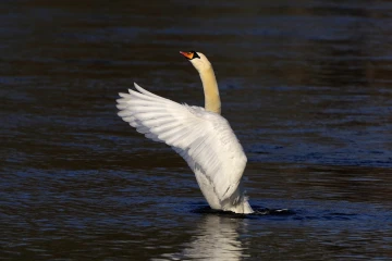 schwan 001