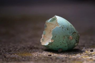 star eierschale