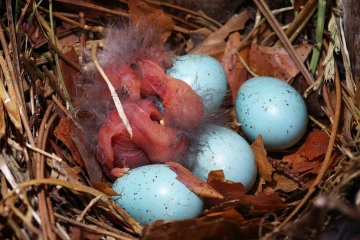star junge nest1