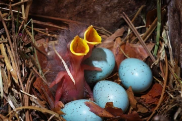 star junge nest2