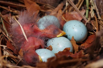 star junge nest3