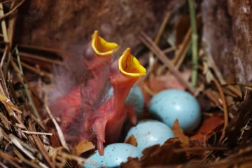 star junge nest4