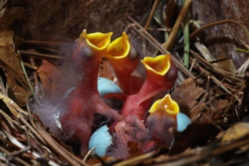 star junge nest5