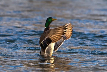 stockente3