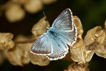blaueling 2