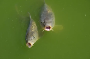 fisch