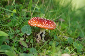 fliegenpilz