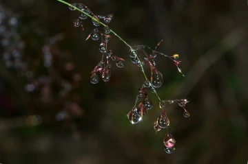 grastropfen