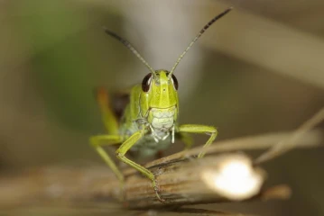 heidegrashuepfer stenobothrus lineatus