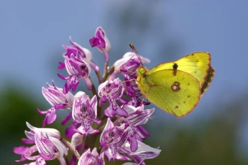 heufalter helmorchis