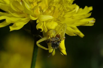 krabbenspinne gelb