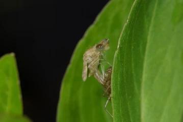 libelle schluepft 2