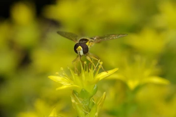 mauerpfeffer schwebfliege