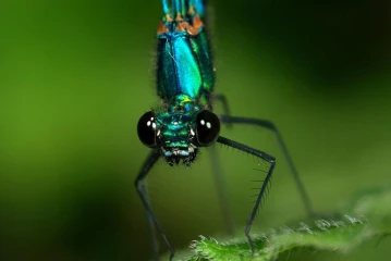 prachtlibelle
