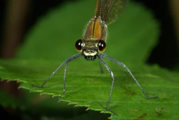 prachtlibelle 2