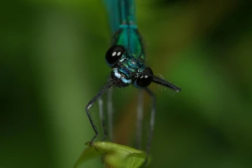 prachtslibelle