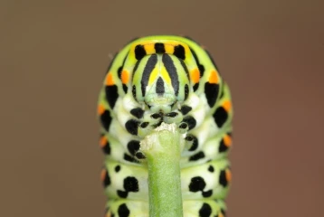 raupe schwalbenschwanz