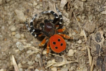 roehrenspinne eresus niger