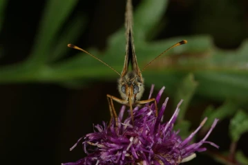 roter scheckenfalter melitaea didyma 1