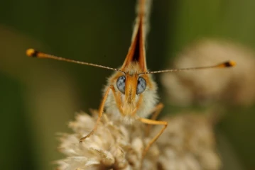 roter scheckenfalter melitaea didyma