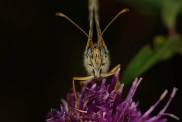 roter scheckenfalter melitaea didyma 2