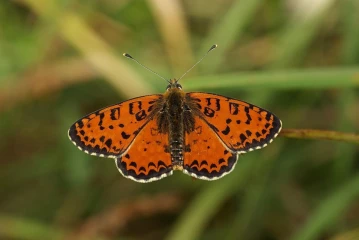 roter scheckenfalter melitaea didyma 5