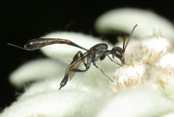 sandwespe edelweiss