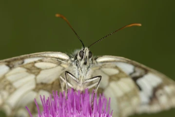 schachbrettfalter 2
