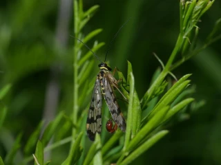 skorpionsfliege