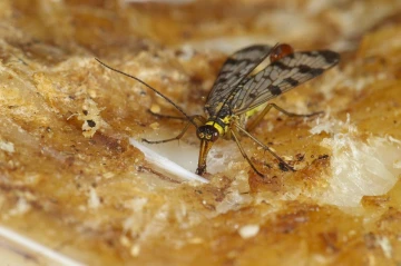 skorpionsfliege2