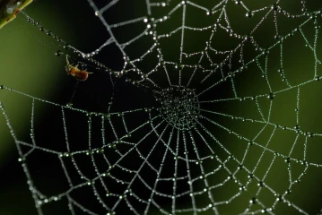spinnennetz