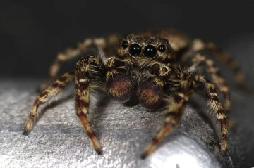 springspinne
