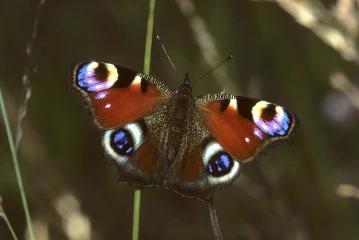 tagpfauenauge