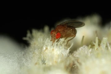 taufliege edelweiss drosophila