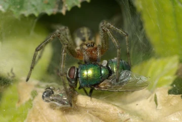 trichterspinne frisst fliege