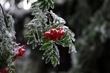 vogelbeeren schnee