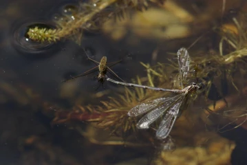 wasserlaeufer federlibelle