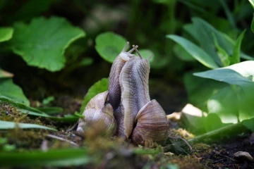 weinbergschnecke paarung1