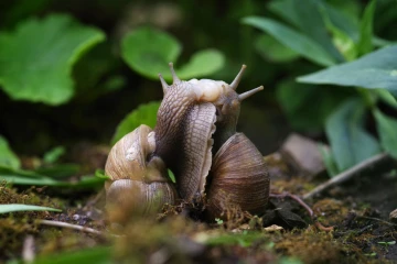 weinbergschnecke paarung2