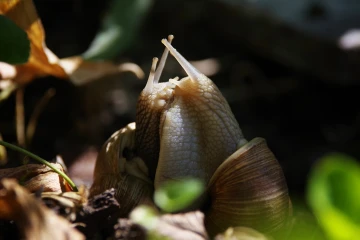 weinbergschnecke paarung3